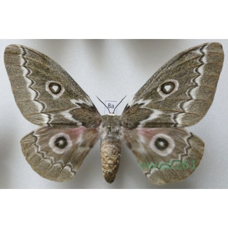 Gonimbrasia tyrrhea (Cramer, 1775) female ex. ovo South Africa 105mm8a